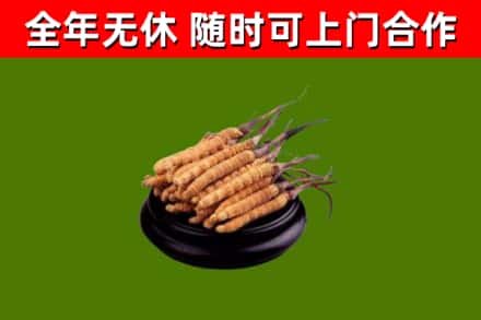 金川烟酒回收冬虫夏草.jpg